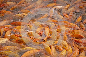 Fancy carp or Koi fish swimming at water pond in the garden of Zhongshan Park in Shantou, China