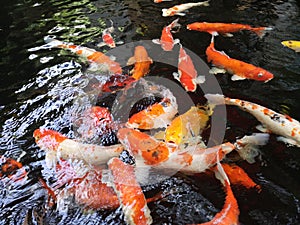 Fancy carp koi fish underwater