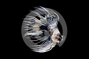 Fancy Crowntail Betta isolate on black background