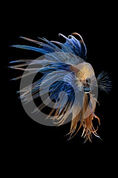 Fancy Crowntail Betta isolate on black background
