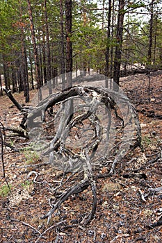 Fancy curved tree roots. Snag in the forest.