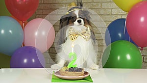 Fancy Dog Papillon eating birthday cake with candle