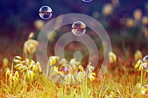 Fancy elegant background with shiny soap bubbles flying over a f
