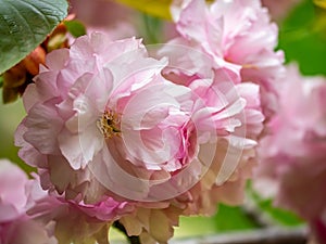 Fancy floral cherry blossoms macro