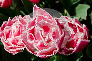 Fancy Frilled Tulips