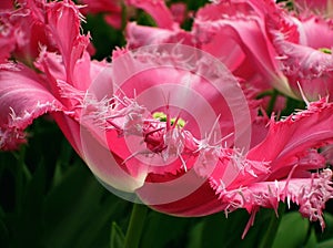 Fancy Frills Tulips Fully Open Close-up Holland Netherlands