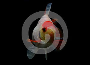 Fancy goldfish isolated on black background