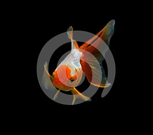 Fancy goldfish isolated on black background