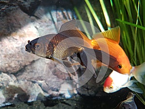 Fancy Goldfish & x27;Terra& x27;