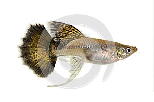 Fancy Guppy fish aquarium fish Female Poecilia reticulata colorful freshwater fish photo