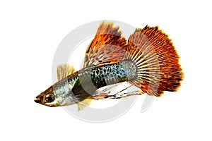 Fancy Guppy fish aquarium fish Male Poecilia reticulata colorful freshwater fish