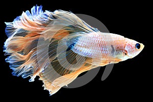 Fancy halfmoon betta fish