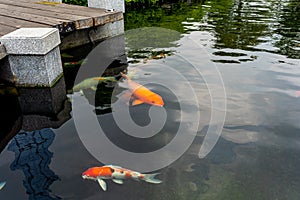 Fancy Koi carp fish swimming in the pond at Japanese garden