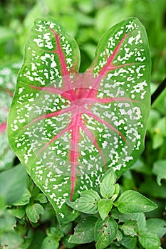 Fancy Leaved Caladium