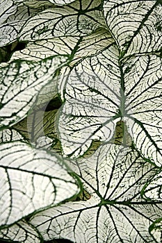 Fancy Leaved Caladium