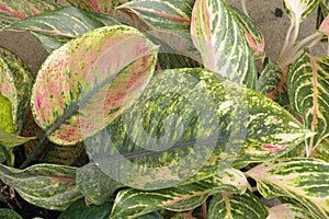 Fancy Leaved caladium
