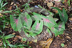 Fancy Leaved Caladium