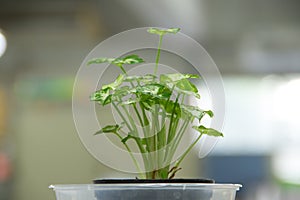 Fancy Leaved Caladium
