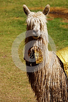 Fancy Llama