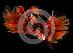 Fancy nemo betta or Siamese fighting fish