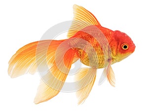 Fancy Oranda Gold Fish