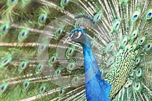 Fancy peacock