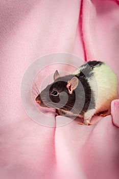 Fancy Pet Hooded Rat