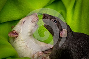 Fancy Pet Rats Fighting