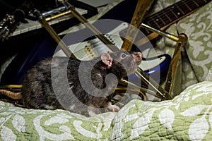 Pet Rats Musical Instruments