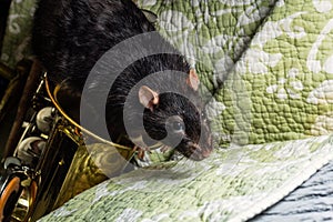 Pet Rats Musical Instruments