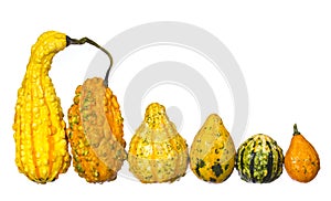 Fancy pumpkin collection isolated. Unusually shaped squashes