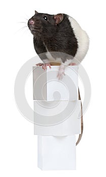 Fancy Rat, 1 year old, sitting on boxes