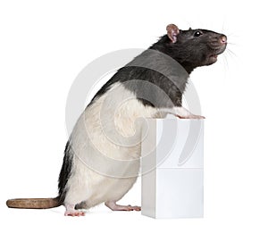 Fancy Rat, 1 year old, standing against box