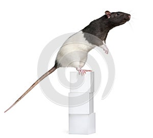 Fancy Rat, 1 year old, standing on boxes
