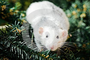 Fancy rat on christmas fir tree, Chinese New year 2020