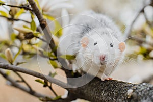 Fancy rat in magnolia blossom, Chinese New year 2020 symbol