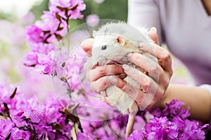 Fancy rat in purple azalea blossom, Chinese New year 2020