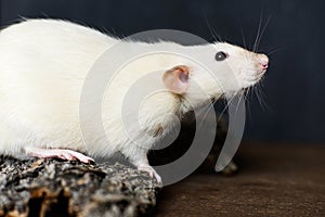 Fancy rat sitting on bark on dark wooden background