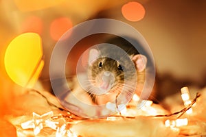 Fancy rat sitting in christmas garland lights decorations