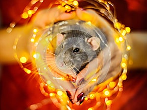 Fancy rat sitting in girl`s hands surrounded with christmas garland lights