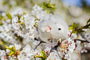 Fancy rat in spring cherry blossom, Chinese New year 2020