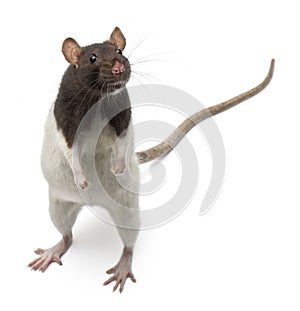 Fancy Rat standing up in front of white background photo