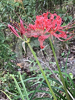 Fancy Red Spider Lily Blossom Closeup - Lycoris radiata