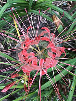Fancy Red Spider Lily Blossom Closeup - Lycoris radiata