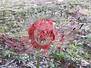 Fancy Red Spider Lily Blossom Closeup - Lycoris radiata photo