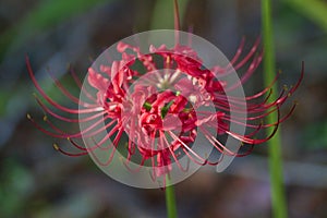 Fancy Red Spider Lily Blossoms - Lycoris radiata