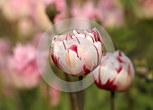 Fancy Red Streaked White Tulip Soft Focus