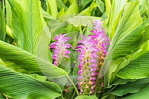 Fancy siam tulip flowers (Curcuma alismatifolia) in garden