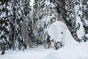 Fancy snowy head shape in the forest, winter fir trees