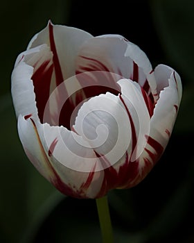 Fancy Tulip Emerging From Darkness